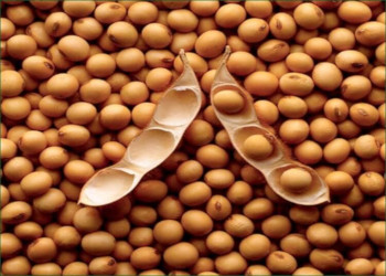Venderé soja (OGM y no OGM) con entrega a Polonia, pago contra entrega, también ofrecemos maíz, trigo, aceite de soja