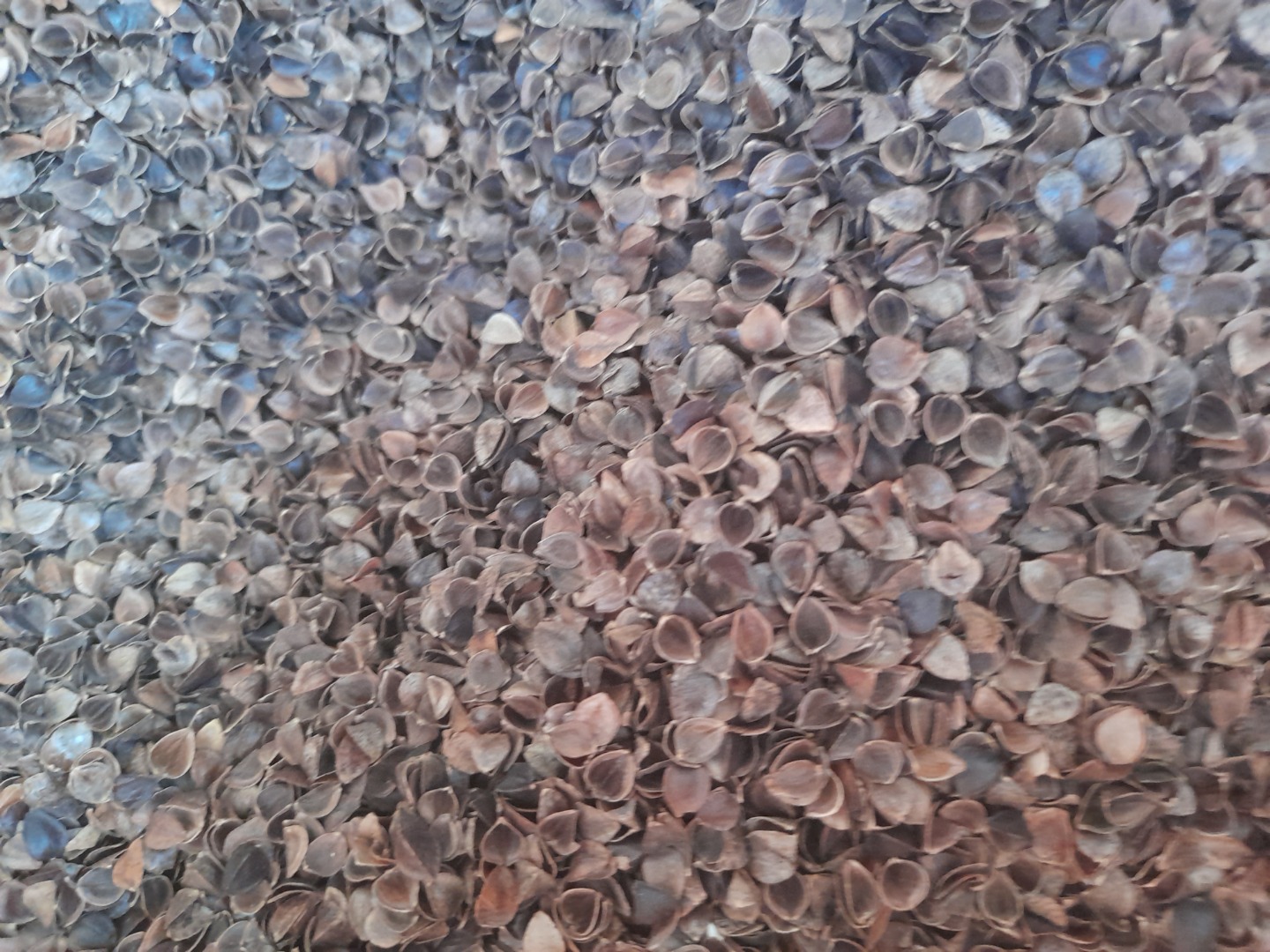 La empresa Kaszpol tiene a la venta cáscara de trigo sarraceno ecológica