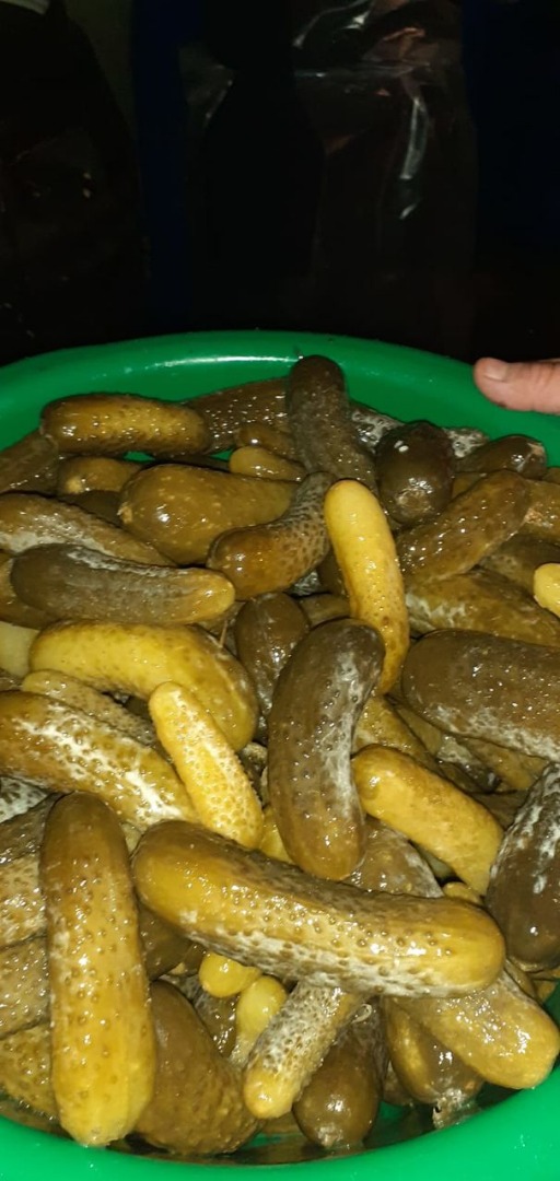 Pepinos encurtidos en salmuera, envasados en barriles de plástico de 220 litros, exportamos