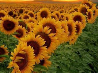 Vendo girasol verde, cosecha 2023, unas 50/60 toneladas. el