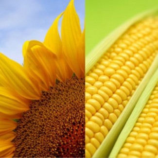 Hola, trabajamos directamente con fabricantes ucranianos (azúcar, trigo, maíz, soja, girasol (incluido el aceite), etc.) y exportamos productos agrícolas de