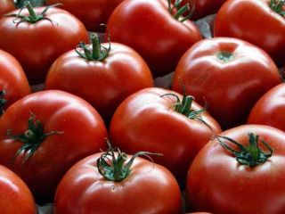Mayorista de tomates de Marruecos. La cantidad mínima de