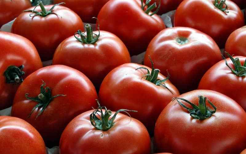 Mayorista de tomates de Marruecos