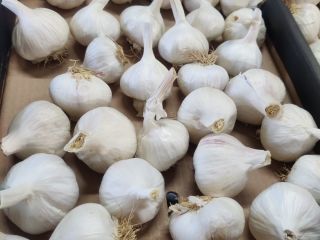 Venta de ajo morado español, en varios calibres 4-4.5,
