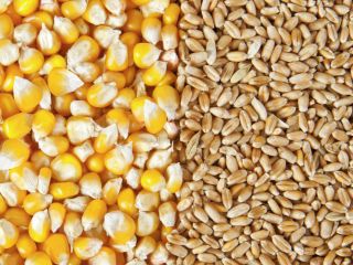 A petición suya podemos ofrecer cereales (maíz, trigo, cebada).