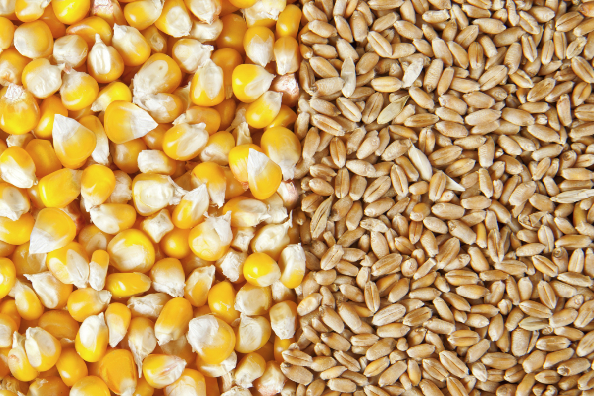 A petición suya podemos ofrecer cereales (maíz, trigo, cebada)