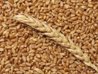 Hola, una empresa ucraniana ofrece diferentes tipos de cereales