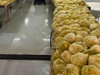 El tamaño de la cabeza es de 1,3 a