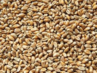 Trigo suelto o en BigBags. Entrega a buen precio
