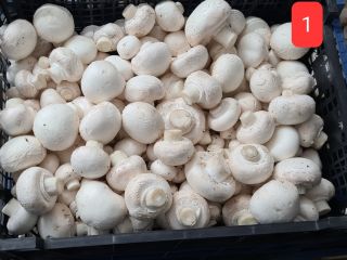 Venta de champiñones blancos, Mix A, B, C. alrededor