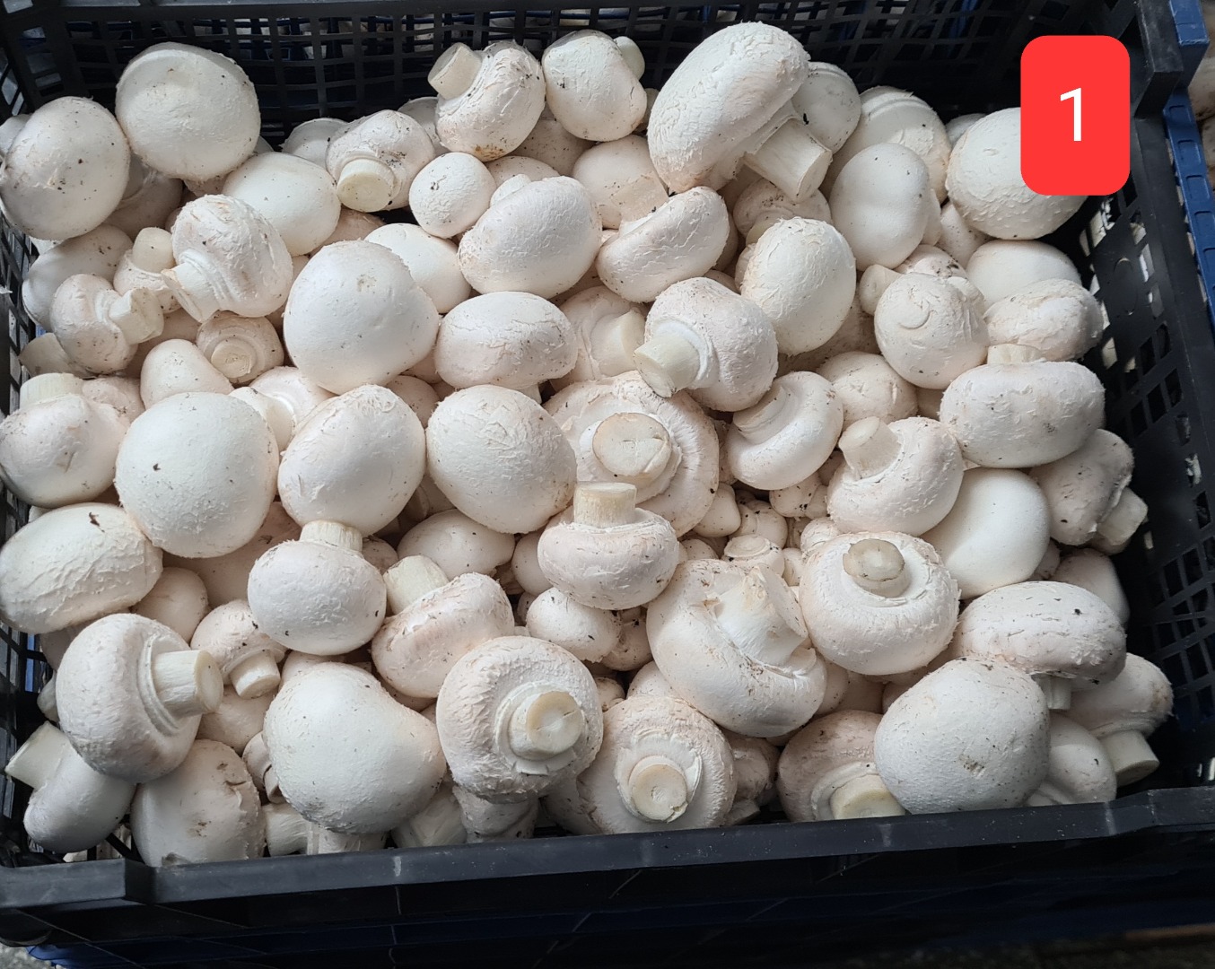 Venta de champiñones blancos, Mix A, B, C