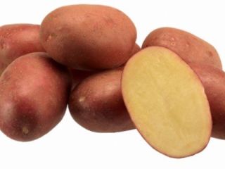 Compraré papas rojas y amarillas en grandes cantidades, a