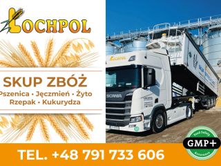 COMPRA TRIGO, CEBADA, TRITIVA, COLZA, MAÍZ. RECOGIDA TODA POLONIA