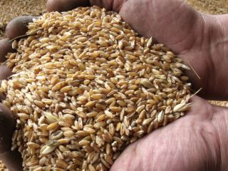 Soy un agricultor ucraniano. Tengo mi propia empresa agrícola.