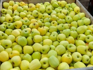 Hola. Venderé grandes cantidades de manzanas Red Jonaprnice, Golden,