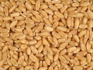 Vendo trigo y maíz, producidos en 2022. Precio 1,55