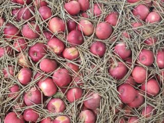 Tenemos 17 toneladas de manzanas Idared. Búlgaro, jugoso con