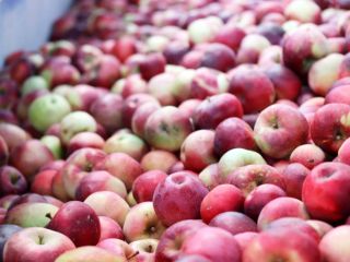 Mat AGRI FRUITS entregará grandes cantidades de manzanas para