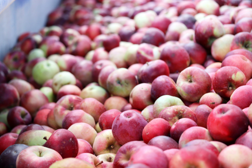 Mat AGRI FRUITS entregará grandes cantidades de manzanas para mousses, jugos NFC, purés, transporte propio, puntualidad