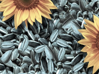 Tenemos a la venta pipas de girasol de la