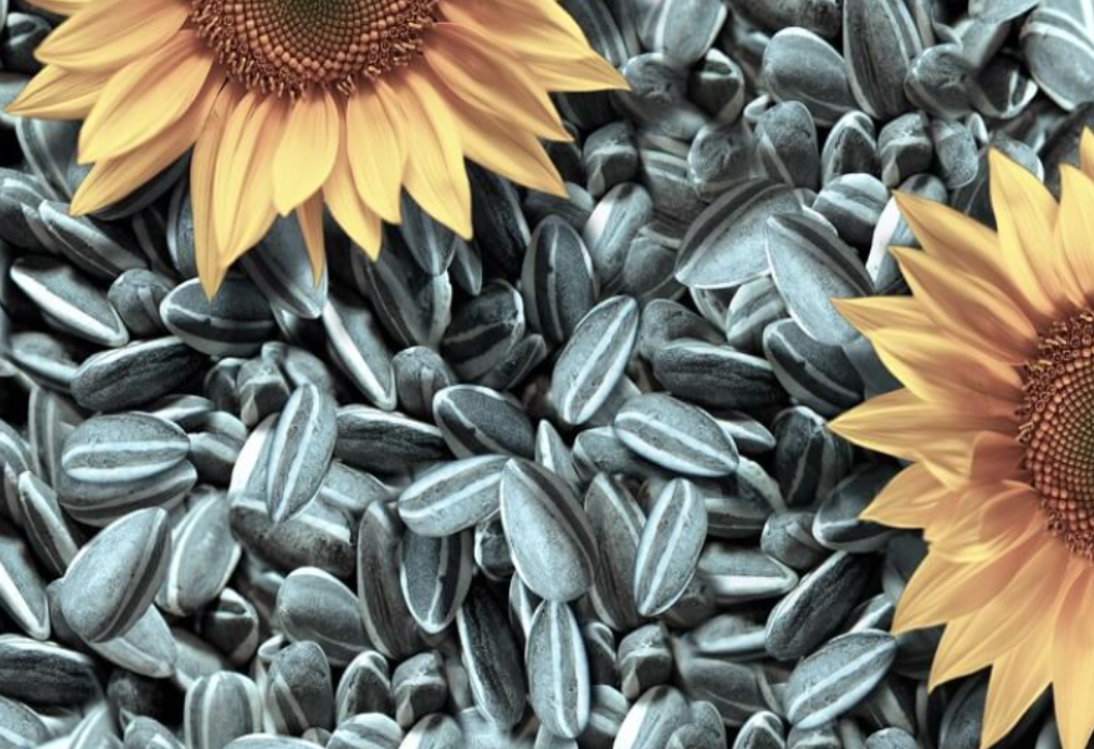 Tenemos a la venta pipas de girasol de la cosecha 2022