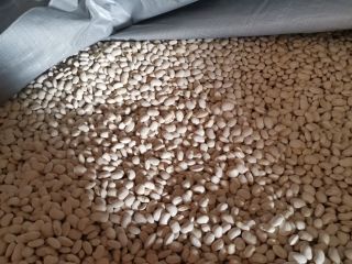 A la venta ofrece frijoles "Piękny Jaś" Frijoles vestidos,