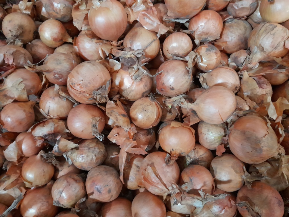 Un montón de cebollas pequeñas calibre 4