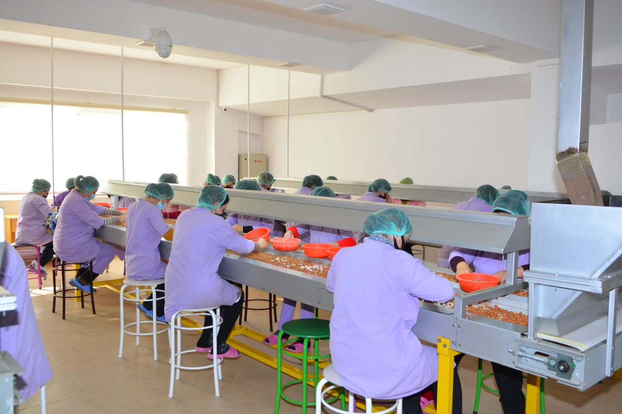 Ofrecemos avellana ecológica de alta calidad, limpia, sin cáscara