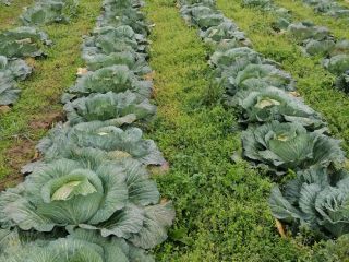 COL BLANCA, FRESCA DEL CAMPO Estamos a punto de