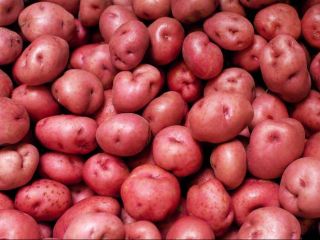 Compro patatas rojas en una cantidad mínima de 5