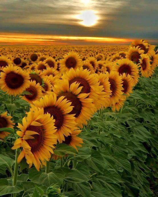 ¡Hola! Vendo girasol verde, cosecha 2023, unos 50/60 tal vez 100 toneladas