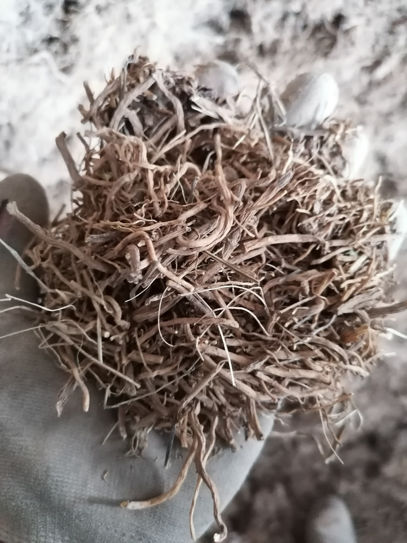 Venta de raíz de valeriana, bien limpia, enjuagada, contenido de ácido 0,14%