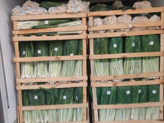 Vendo lechuga iceberg. Heces. 9 País de origen Turquía
