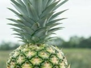 Nombre científico: Ananas comosus. Nombre común: Piña Gold (oro