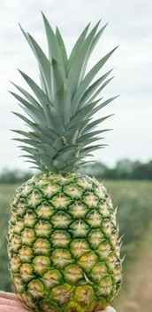 Nombre científico: Ananas comosus