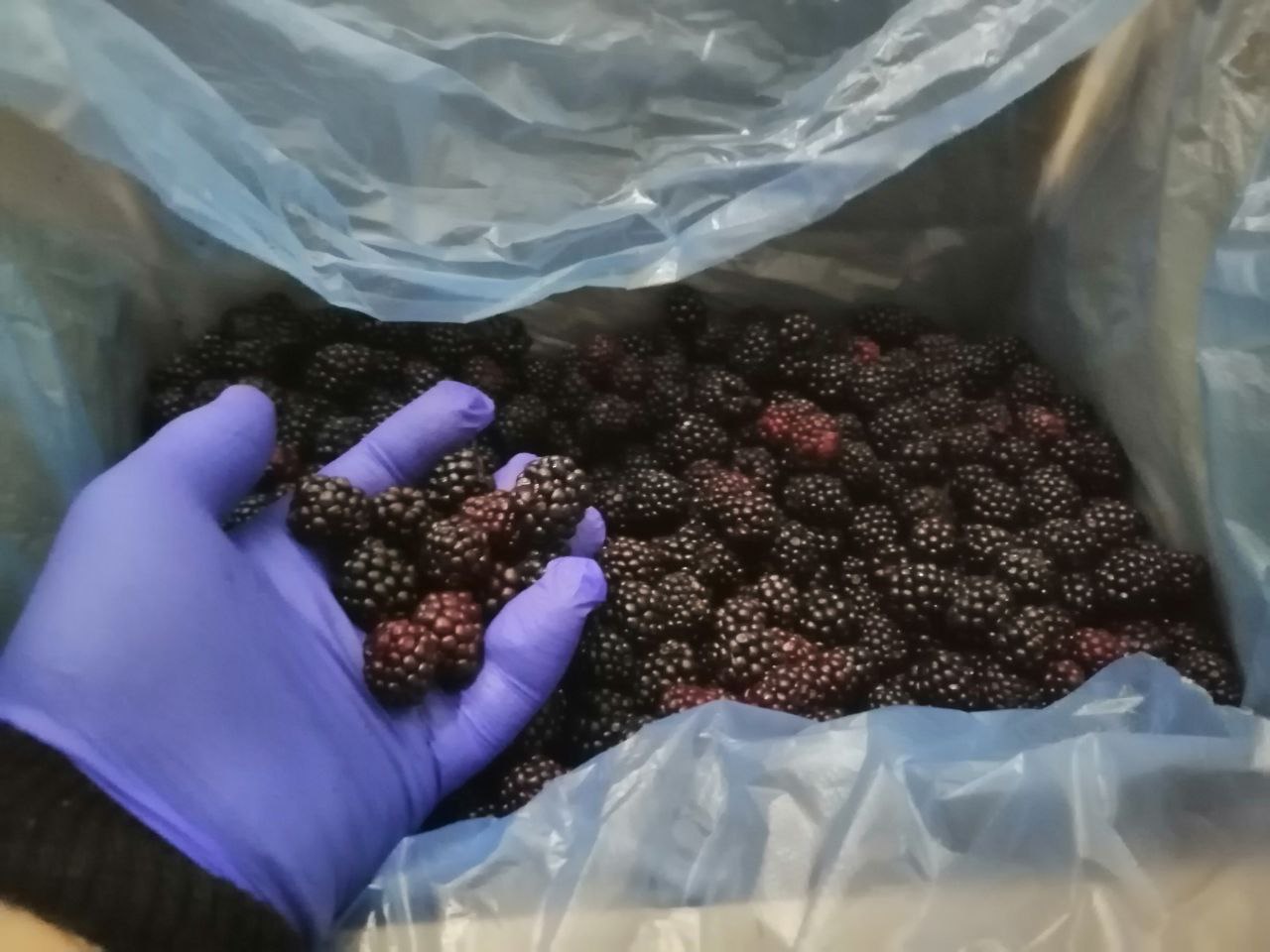 A la venta moras de bosque congeladas recolectadas en áreas ecológicamente favorables de Ucrania