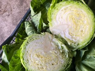 Repollo joven 0,8-1,4 kg, Serbia, póngase en contacto con
