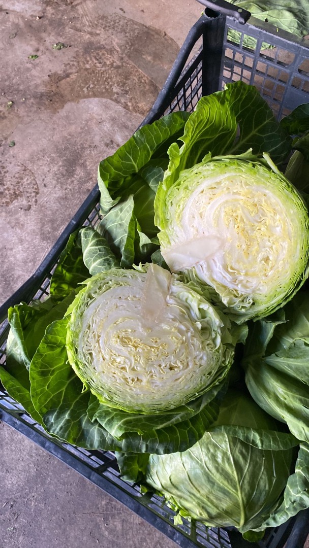 Repollo joven 0,8-1,4 kg, Serbia, póngase en contacto con Viber