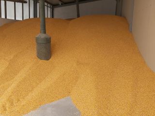 Maíz en grano, producción 2023, carga rápida desde la