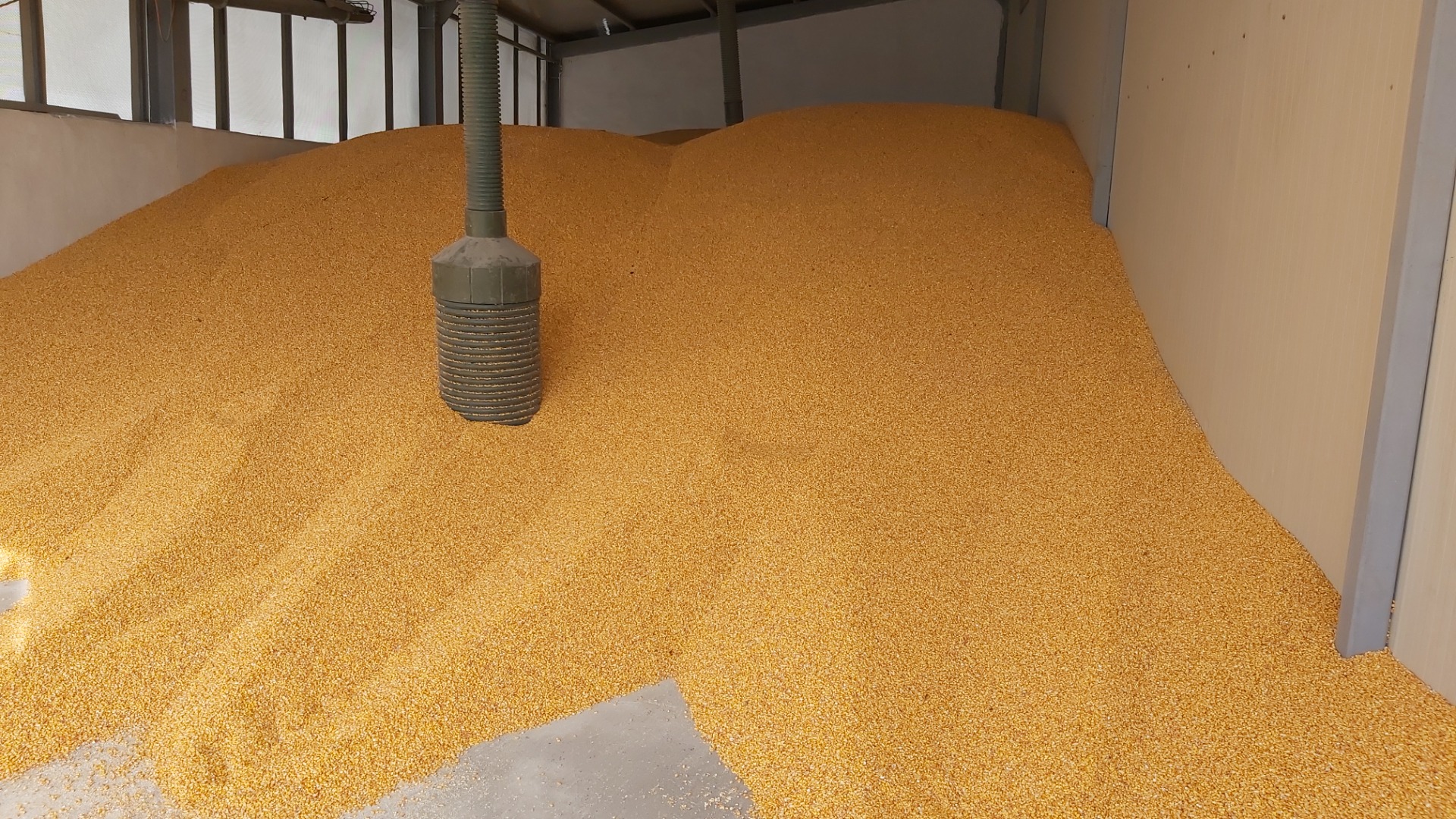 Maíz en grano, producción 2023, carga rápida desde la sala