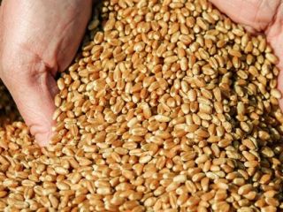 Una empresa ucraniana con sus propias instalaciones de producción