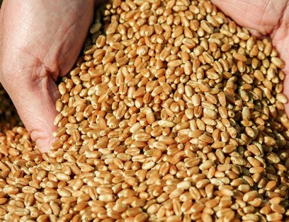 Una empresa ucraniana con sus propias instalaciones de producción y almacenamiento, ofrece la venta de trigo, maíz, salvado de trigo, harina de soja, aceite de