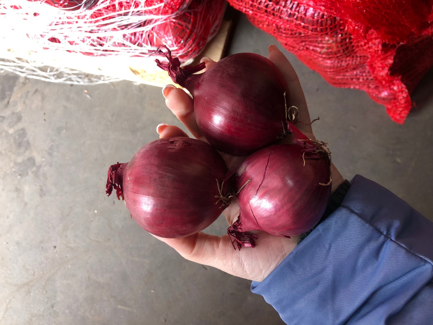 Cebolla roja 50/70 en sacos de 10 kg sobre palets