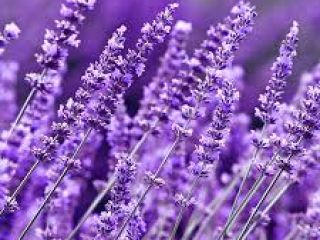 Buenos dias, vendo lavanda, busco comprador