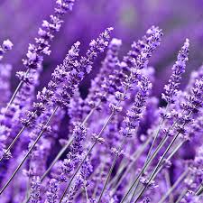 Buenos dias, vendo lavanda, busco comprador