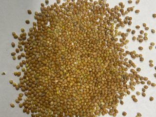 Mijo amarillo pureza 99% humedad max 14,5. 66t