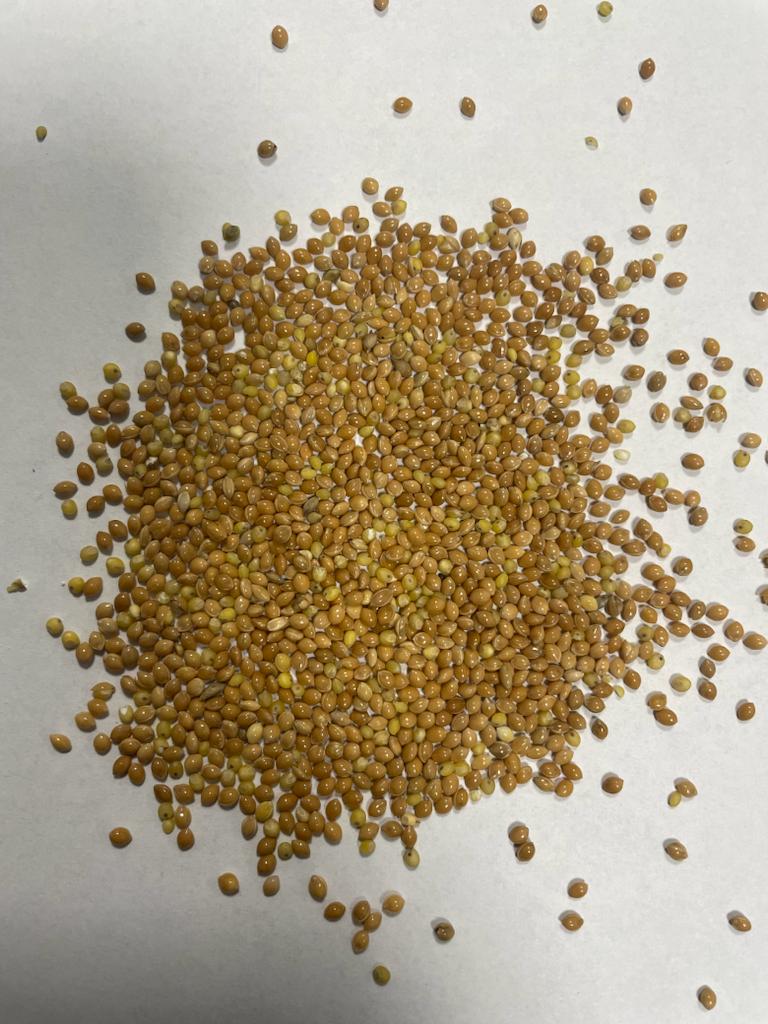 Mijo amarillo pureza 99% humedad max 14,5