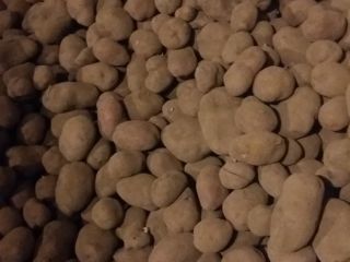 Papa comestible, orgánica. Fertilizado solo con estiércol. Bella Rosa.