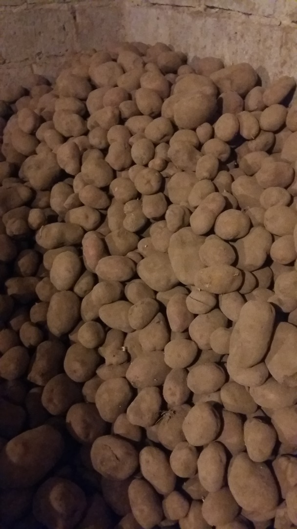 Papa comestible, orgánica