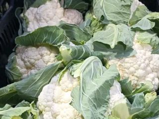 coliflor de alta calidad lista para exportar solo para